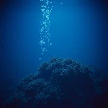 Miniature de Coral Pressure